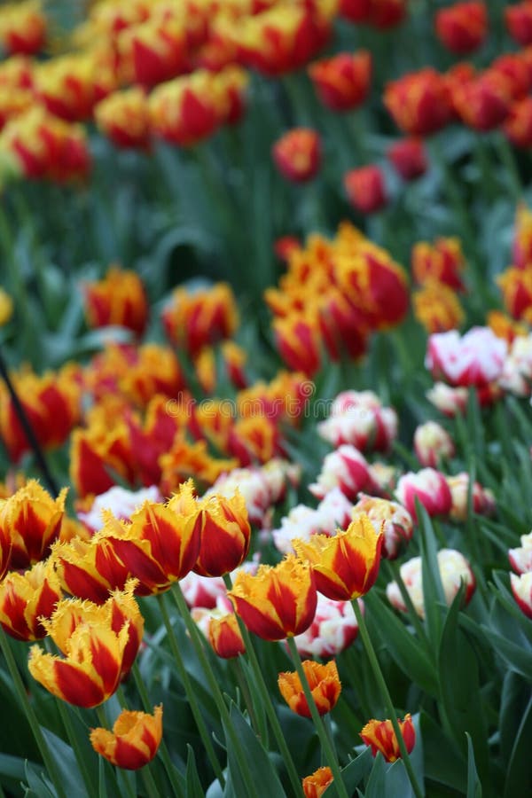 Tulipes d'Amsterdam photo libre de droits Tulipes d'Amsterdam photo libre de droits