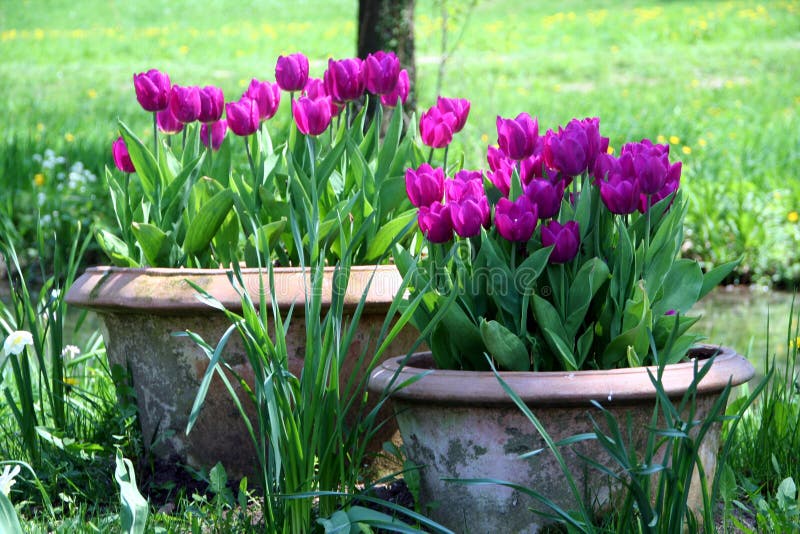 Tulipes dans le bac de céramique