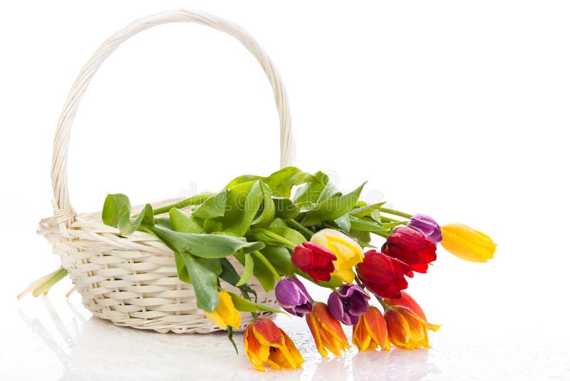 Tulipes dans le panier d'isolement sur le fond blanc couleurs photographie stock Tulipes dans le panier d'isolement sur le fond blanc couleurs photographie stock