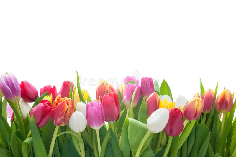 Tulipes de ressort photos stock Tulipes de ressort photos stock