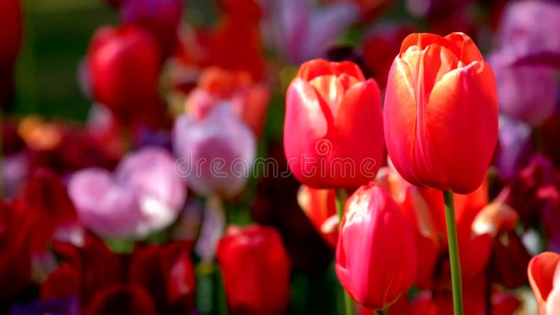 Tulipes en fleurs dans le jardin fleuri de keukenhof. lisse aux pays-bas. clips vidéos