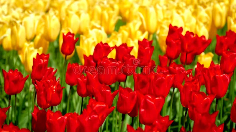 Tulipes en fleurs dans le jardin fleuri de keukenhof. lisse aux pays-bas. clips vidéos