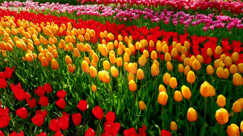 Tulipes en fleurs dans le jardin fleuri de keukenhof. lisse aux pays-bas. banque de vidéos
