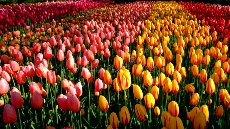 Tulipes en fleurs dans le jardin fleuri de keukenhof. lisse aux pays-bas. banque de vidéos