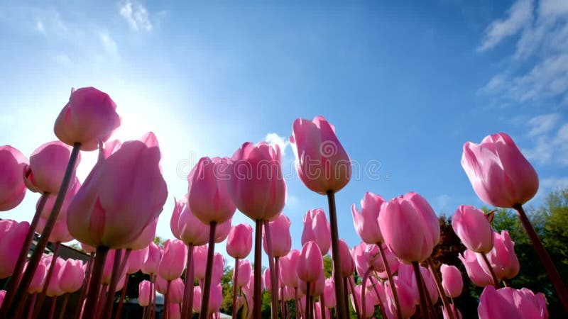 Tulipes en fleurs dans le jardin fleuri de keukenhof. lisse aux pays-bas. clips vidéos
