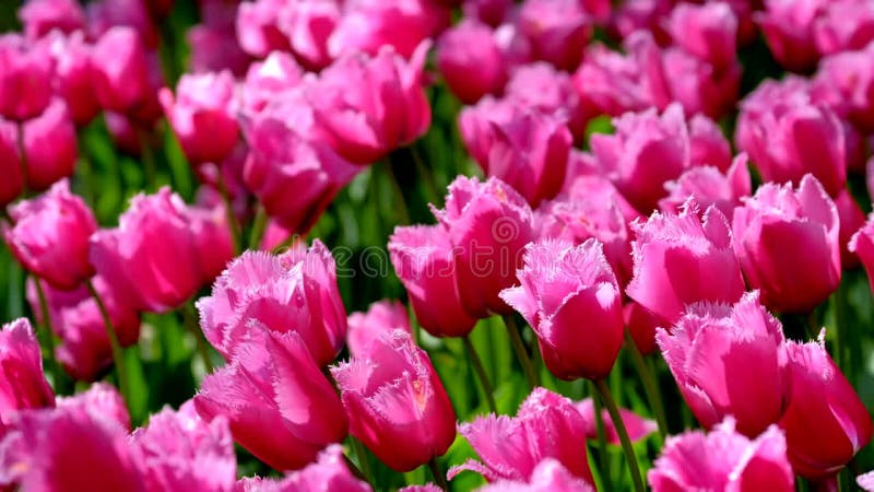 Tulipes en fleurs dans le jardin fleuri de keukenhof. lisse aux pays-bas. banque de vidéos
