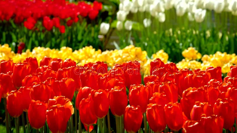 Tulipes en fleurs dans le jardin fleuri de keukenhof. lisse aux pays-bas. banque de vidéos