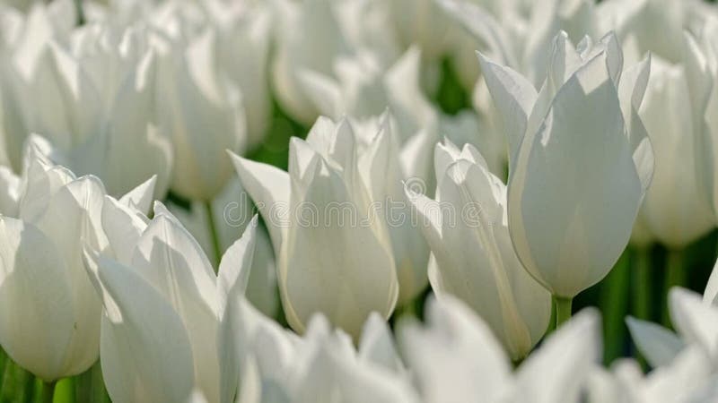 Tulipes en fleurs dans le jardin fleuri. lisse aux pays-bas. clips vidéos