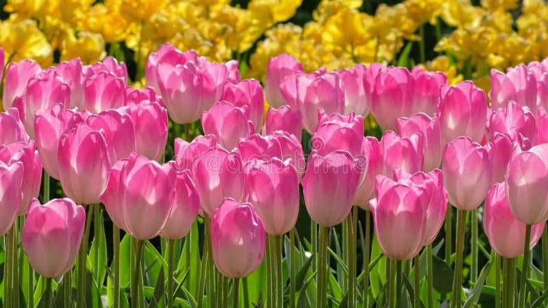 Tulipes en fleurs dans le jardin fleuri. lisse aux pays-bas. clips vidéos
