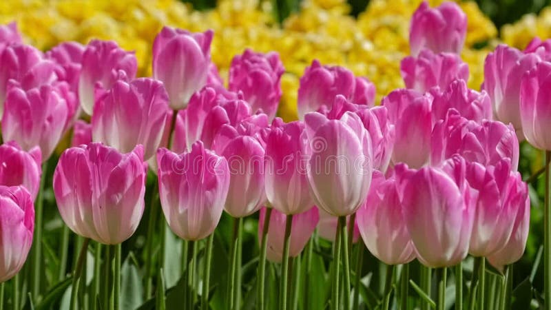 Tulipes en fleurs dans le jardin fleuri. lisse aux pays-bas. banque de vidéos