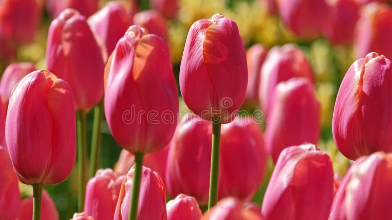 Tulipes en fleurs dans le jardin fleuri. lisse aux pays-bas. banque de vidéos