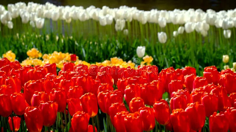 Tulipes en fleurs dans le jardin fleuri. lisse aux pays-bas. clips vidéos