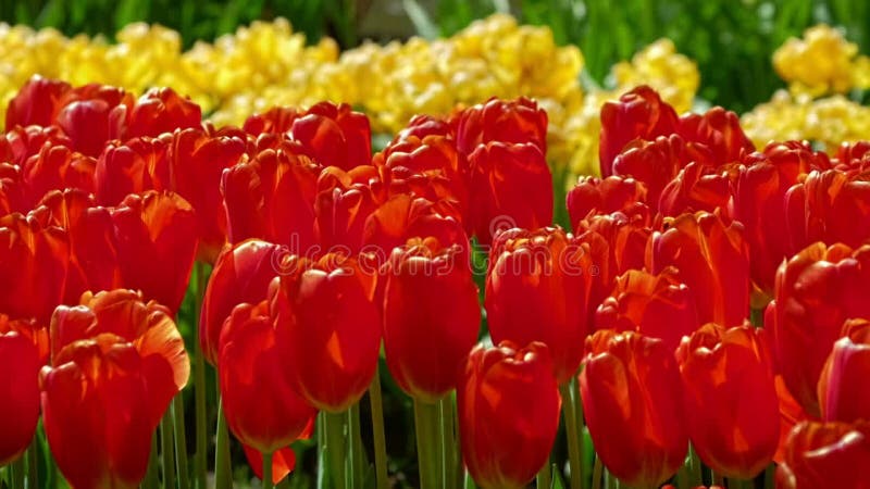 Tulipes en fleurs dans le jardin fleuri. lisse aux pays-bas. banque de vidéos
