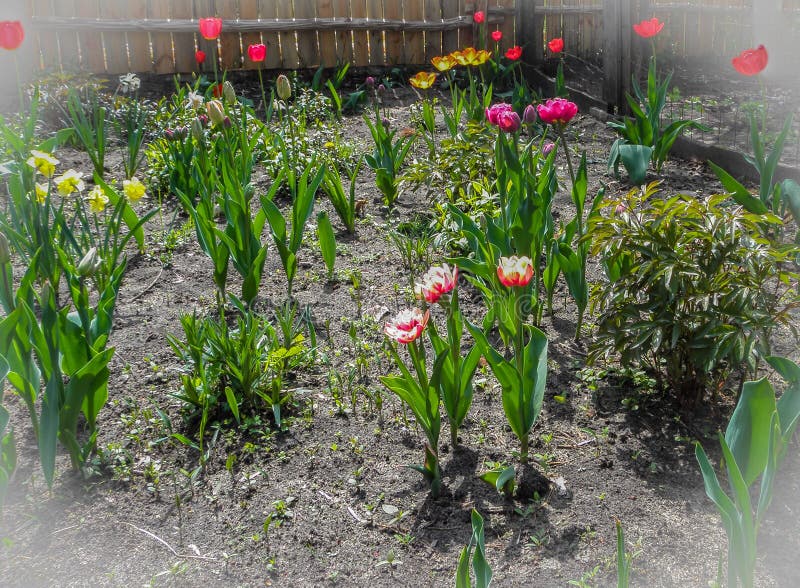 Tulipes et jonquilles de fleurs de ressort dans le jardin dans le sol photo libre de droits Tulipes et jonquilles de fleurs de ressort dans le jardin dans le sol photo libre de droits