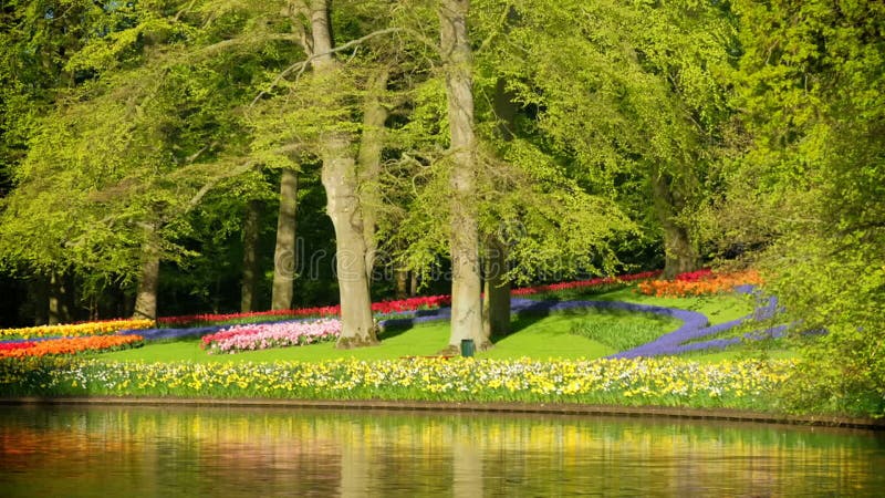 Tulipes florales parterres de fleurs dans le jardin fleuri de keukenhof netherlan clips vidéos