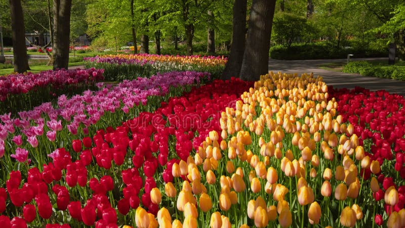Tulipes florissantes fleuris à keukenhof jardin fleuri terre-neuve banque de vidéos
