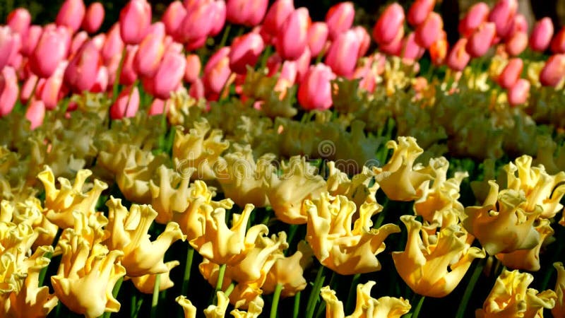 Tulipes florissantes fleuris à keukenhof jardin fleuri terre-neuve banque de vidéos