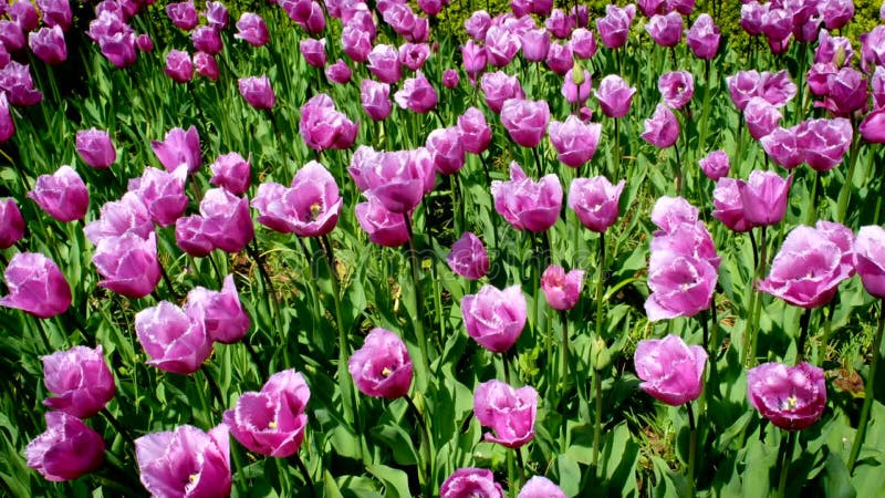 Tulipes florissantes fleuris à keukenhof jardin fleuri terre-neuve clips vidéos