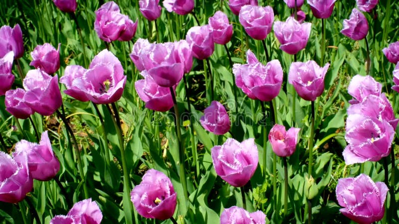 Tulipes florissantes fleuris à keukenhof jardin fleuri terre-neuve banque de vidéos