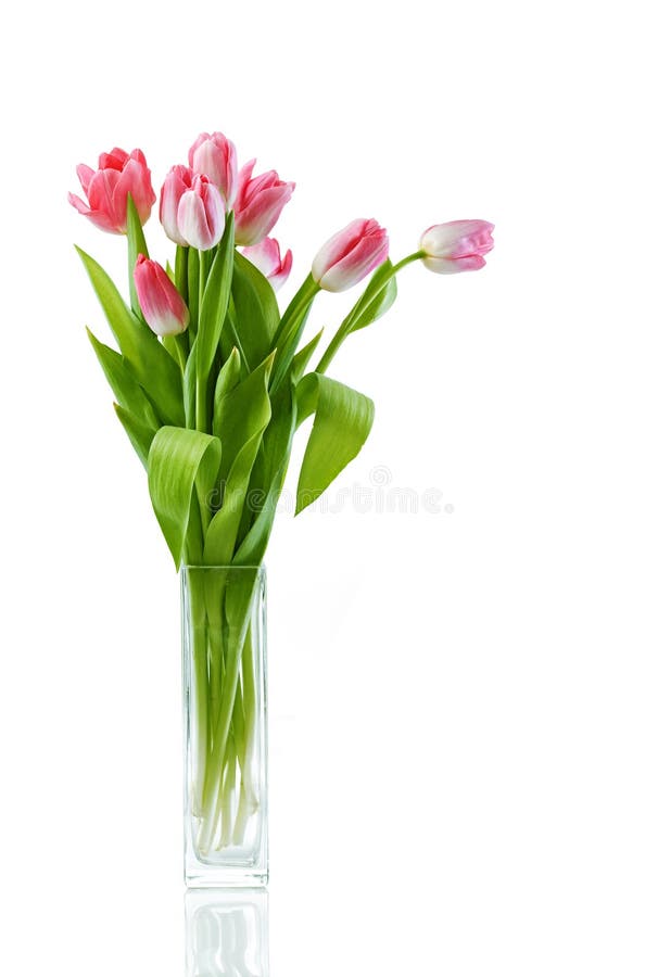 Tulipes fraîches image libre de droits