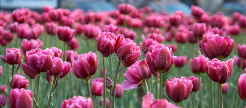 Tulipes magenta