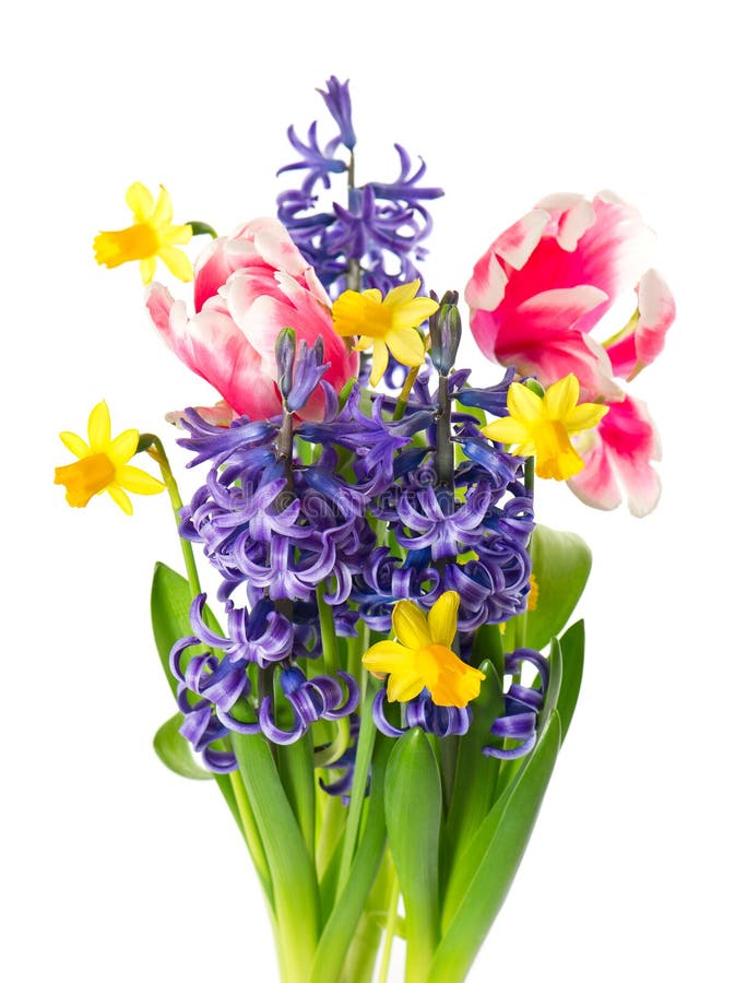 Tulipes, Narcisse Et Jacinthe. Fleurs De Source Image stock - Image du  floraison, saison: 23118653