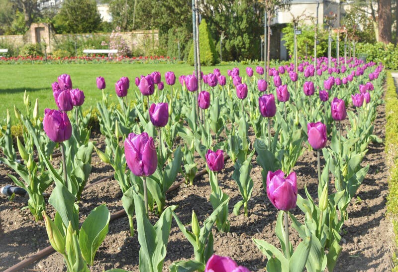 Tulipes pourpres dans les rangées dans le jardin botanique photo stock Tulipes pourpres dans les rangées dans le jardin botanique photo stock