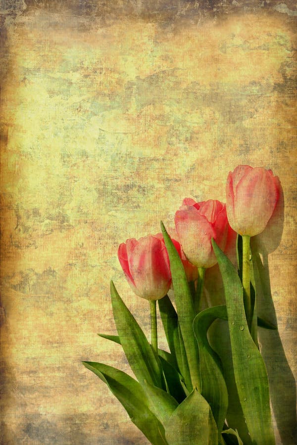 tulipes roses d'art photographie stock libre de droits tulipes roses d'art photographie stock libre de droits