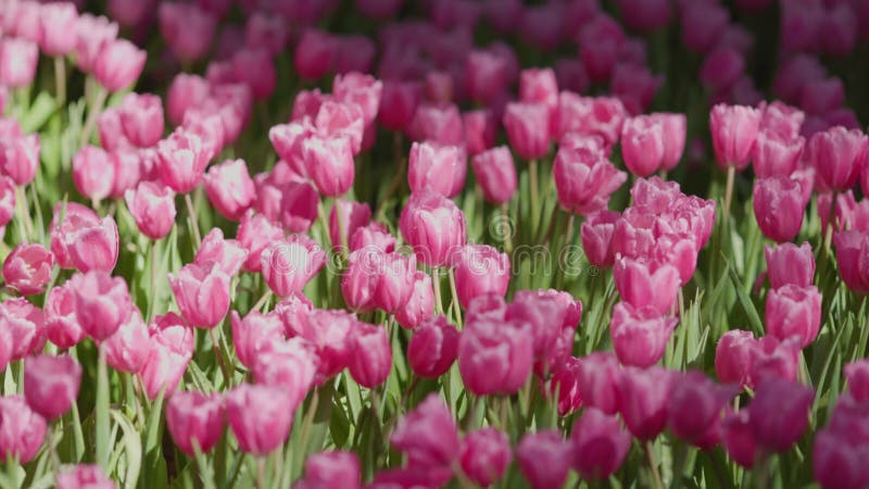 Tulipes roses fleuries dans le jardin fleuri banque de vidéos