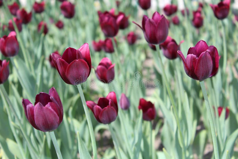Tulipes rouge foncé photographie stock Tulipes rouge foncé photographie stock