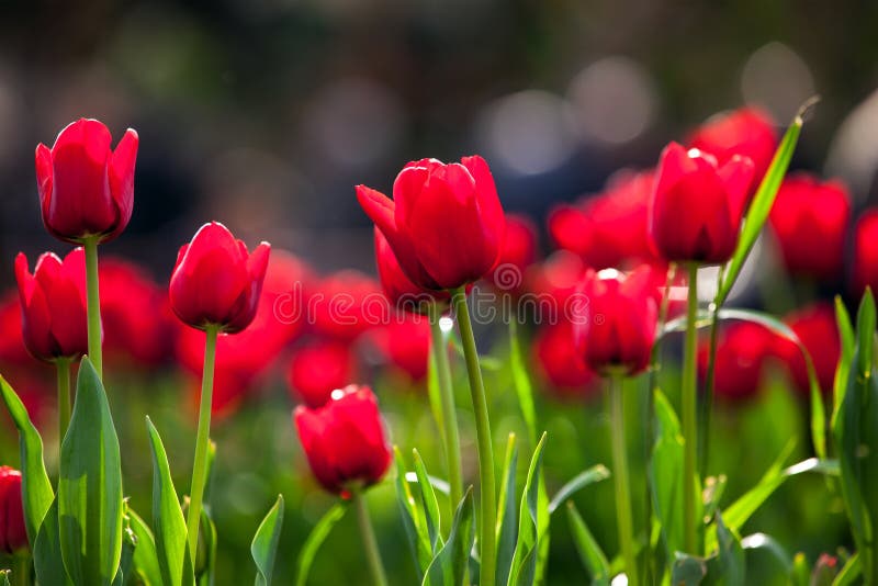 Tulipes rouges dans le printemps