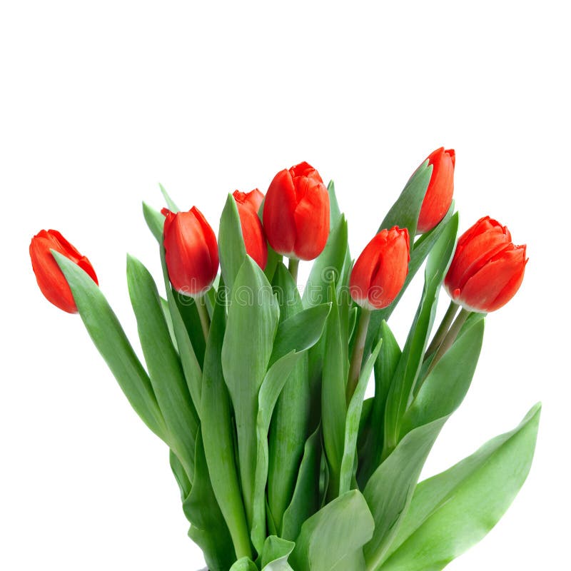 Tulipes rouges de plan rapproché d'isolement