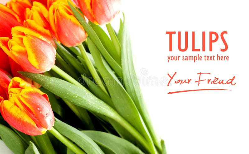 Tulipes sur le fond blanc images stock Tulipes sur le fond blanc images stock