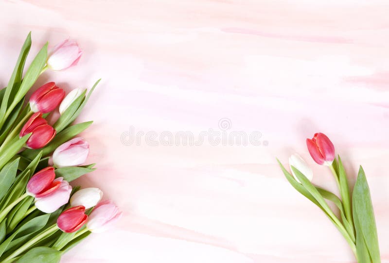 Tulipes sur le fond en pastel d'aquarelle pour la source
