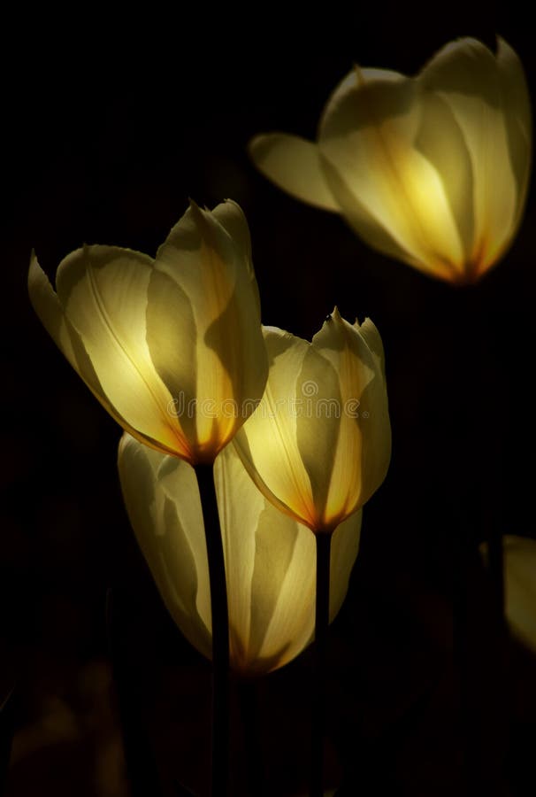 Tulips