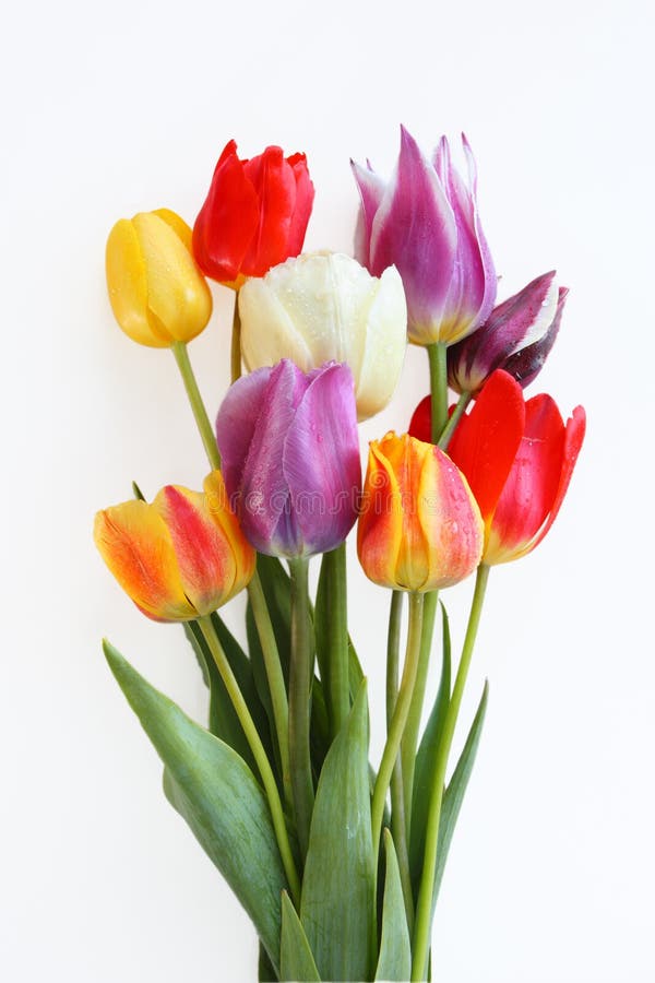 Tulipanes en diferente colores en blanco.