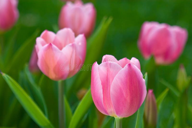 Tulips