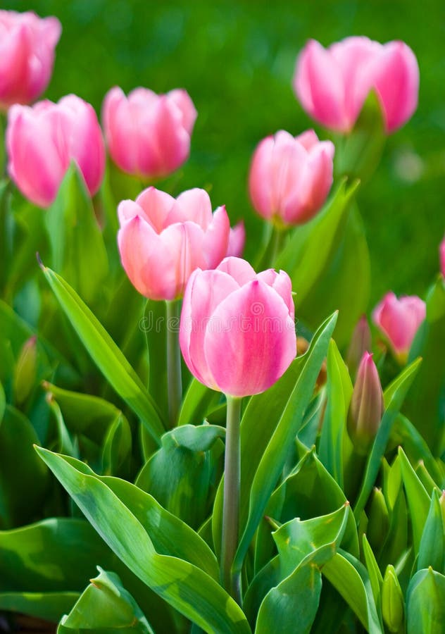 Tulips