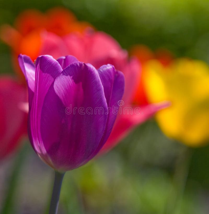 Tulip stock photo. Image of flower, garden, livelihood 3874672