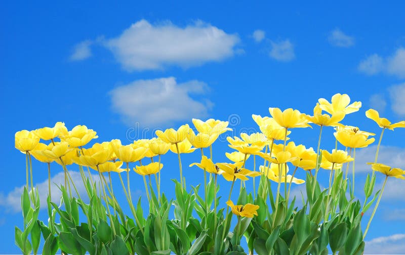 A group of yellow tulips against a cloudy blue sky