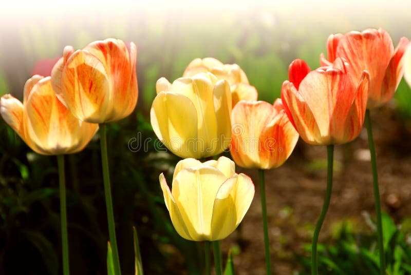 Tulips