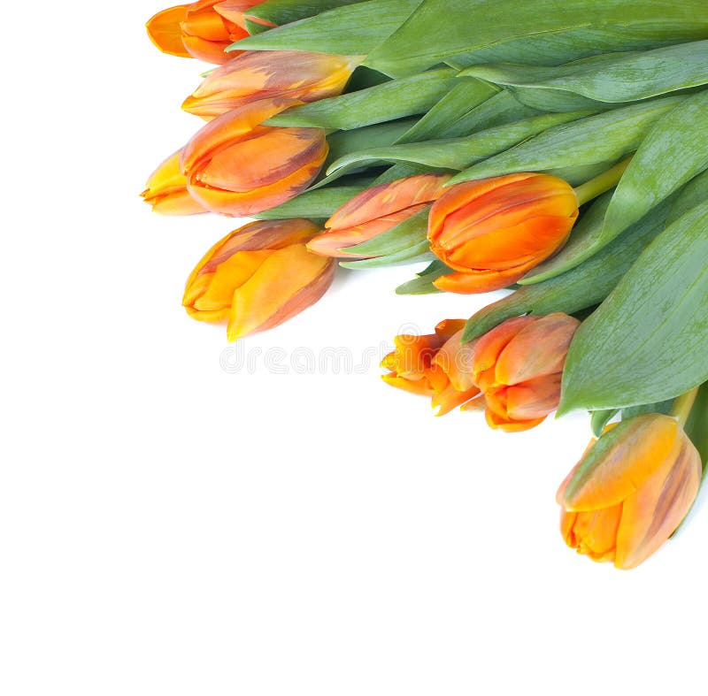 Tulips