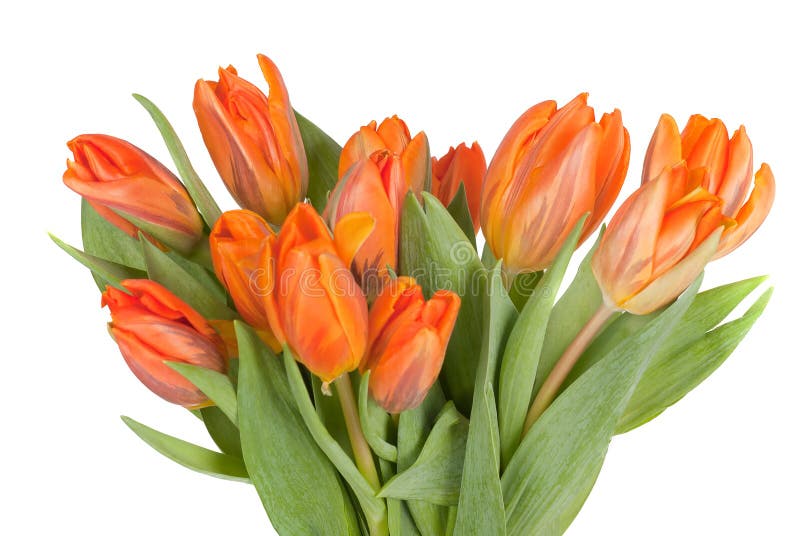 Tulips