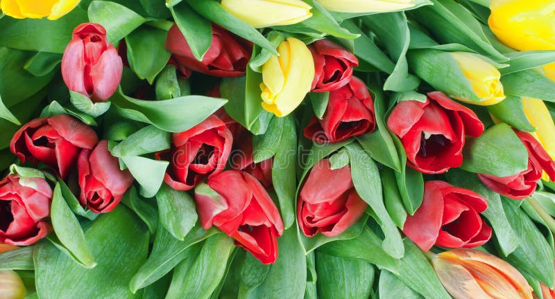 Tulips