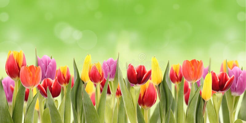 Tulips