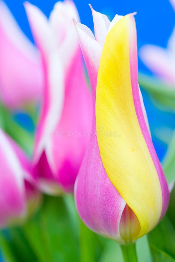 Beautiful tulips close up shot