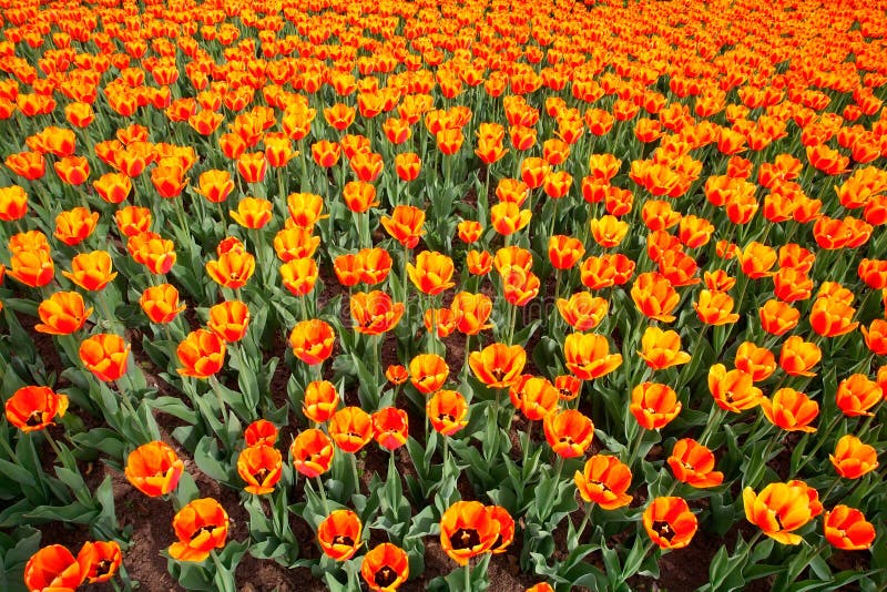 Tulips