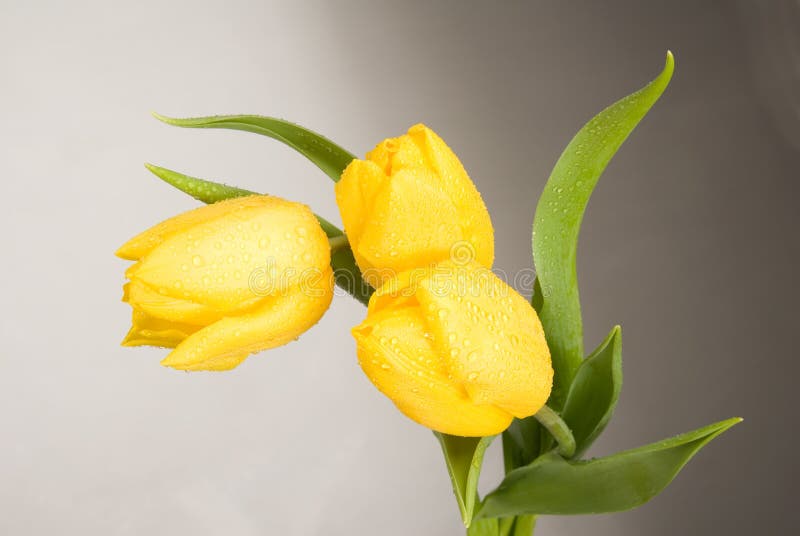 Three beautiful tulips isolated over white