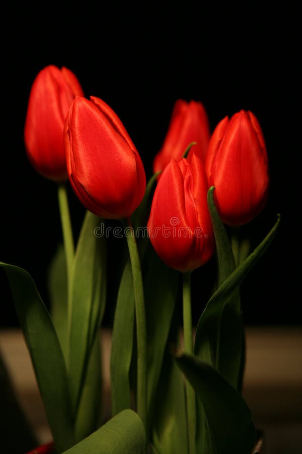 Tulips stock photography