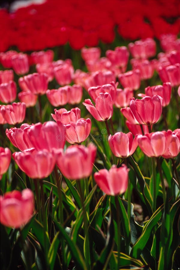 tulips